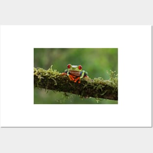 Red-eyed Tree Frog - Costa Rica Posters and Art